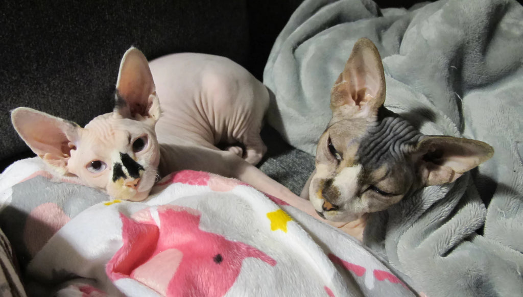 two cute sphynx cats